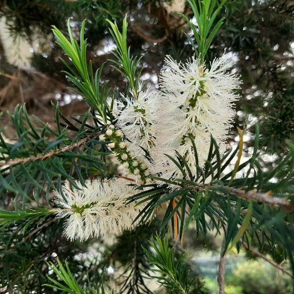 Melaleuca armillaris Blomst