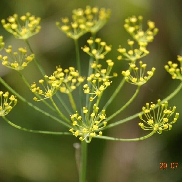 Anethum graveolens Sonstige