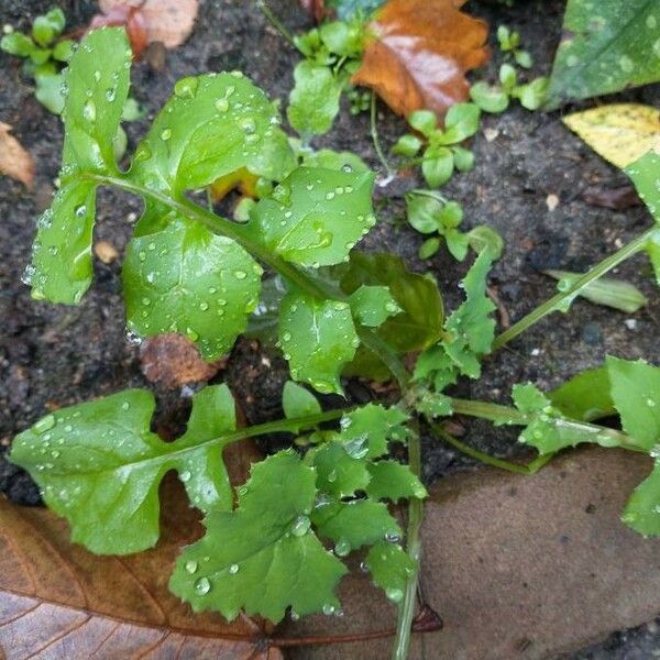 Sonchus oleraceus Folha