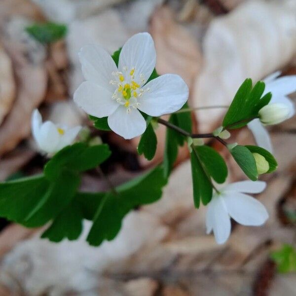 Isopyrum thalictroides 花