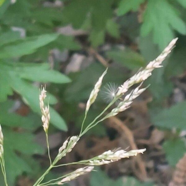 Agrostis stolonifera Квітка