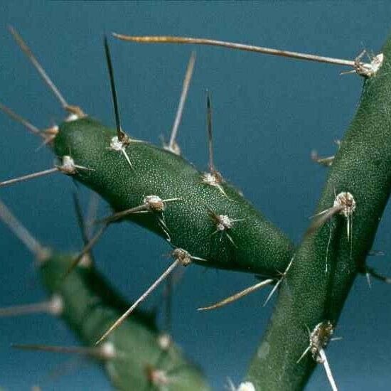 Cylindropuntia leptocaulis 葉