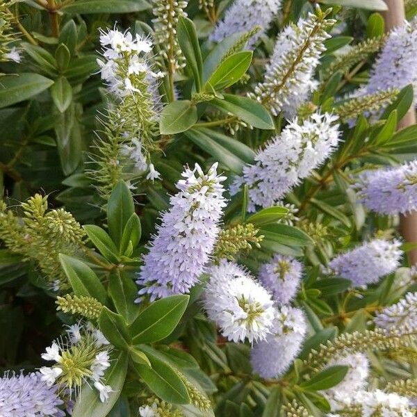 Veronica salicifolia Цветок