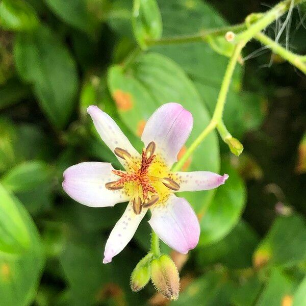 Tricyrtis formosana फूल