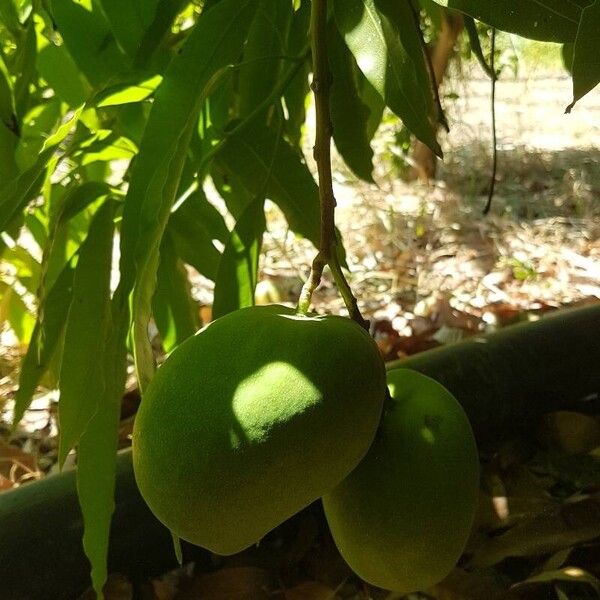 Mangifera indica 果實