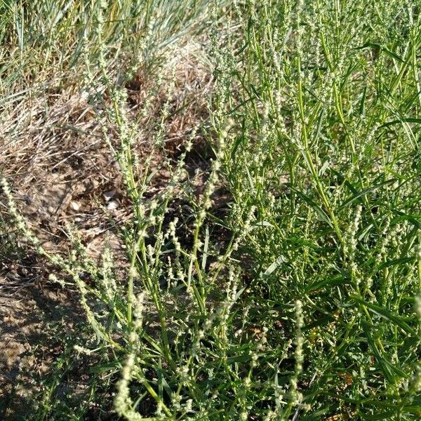 Atriplex littoralis Blatt