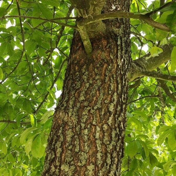 Quercus imbricaria Bark