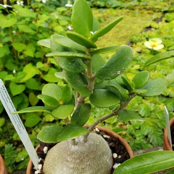 Hydnophytum moseleyanum Habit