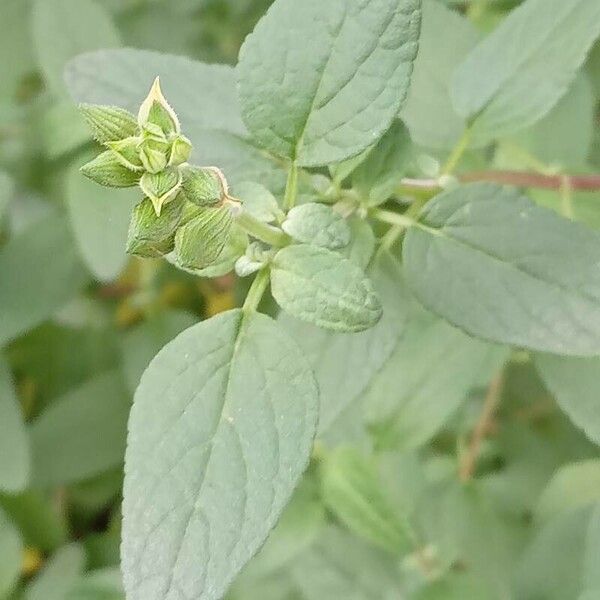 Salvia microphylla Blatt