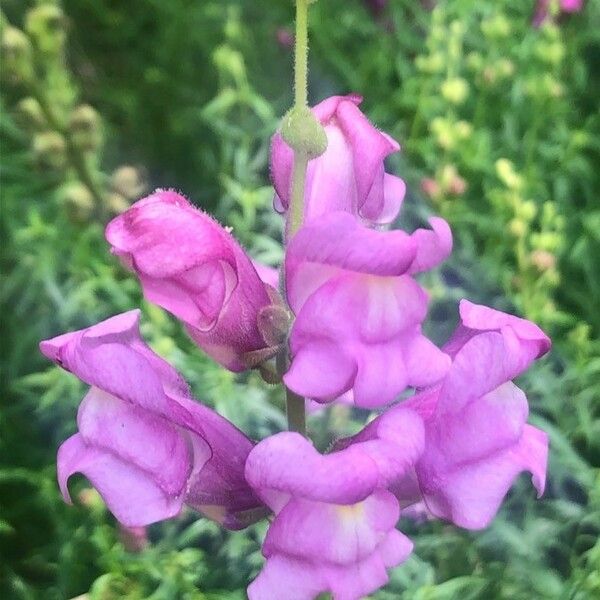 Antirrhinum australe 花