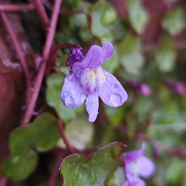 Cymbalaria muralis Кветка