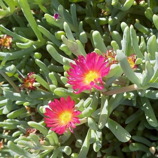 Malephora crocea Flower