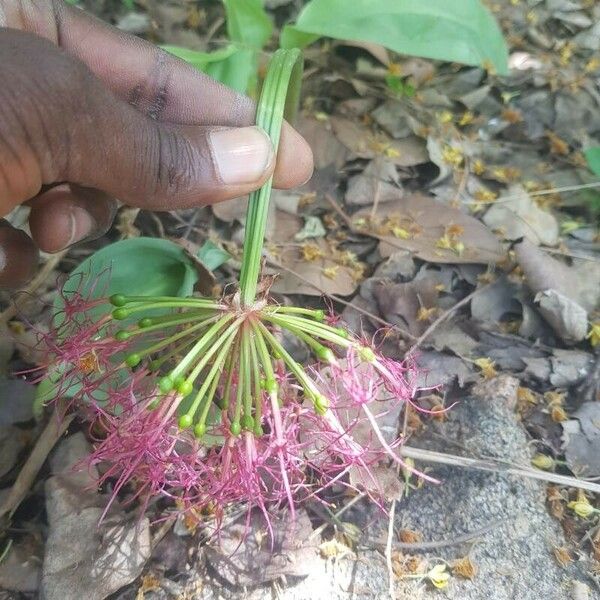 Scadoxus multiflorus 花