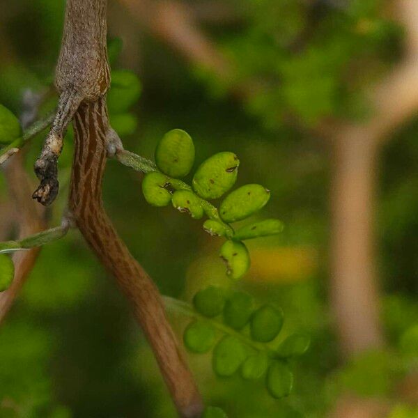 Sophora prostrata 叶