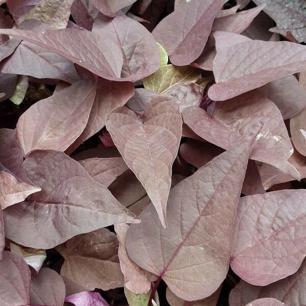 Ipomoea batatas 叶