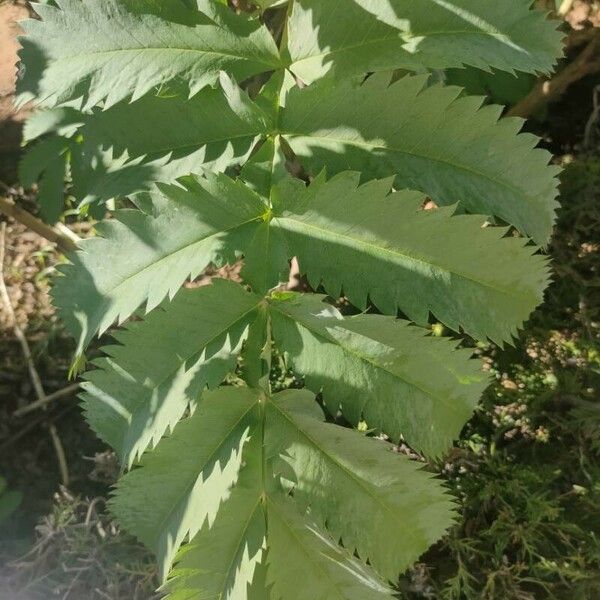 Melianthus major Hostoa