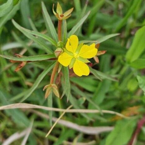 Ludwigia octovalvis Flors