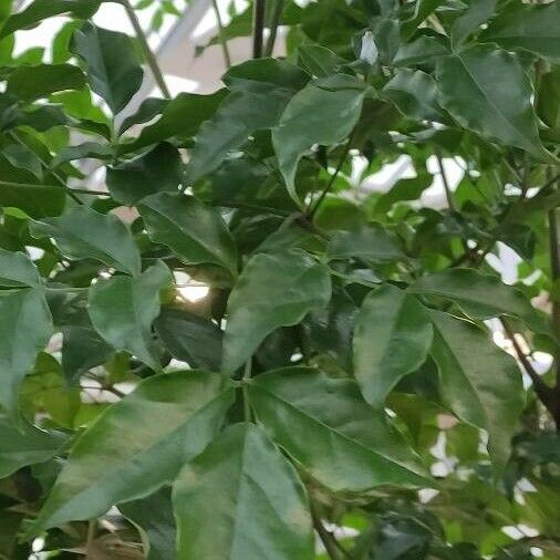 Heteropanax chinensis Leaf