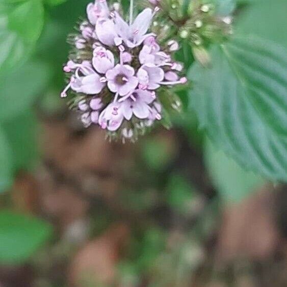 Mentha × piperita Flower