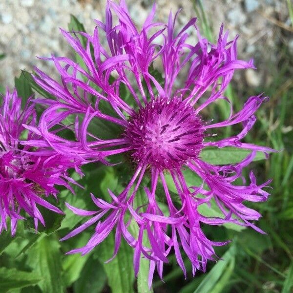 Centaurea nervosa Flower