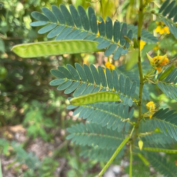 Chamaecrista fasciculata Fruto