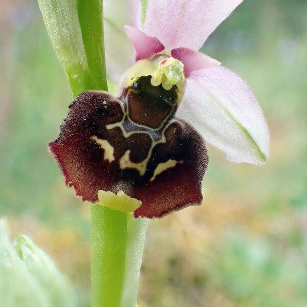 Ophrys holosericea Bloem