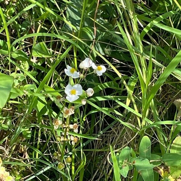 Sagittaria latifolia Flower