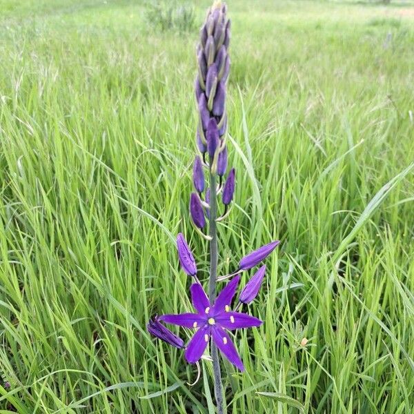 Camassia quamash Kvet