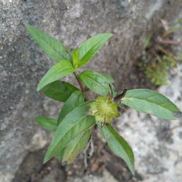 Eclipta prostrata Blatt