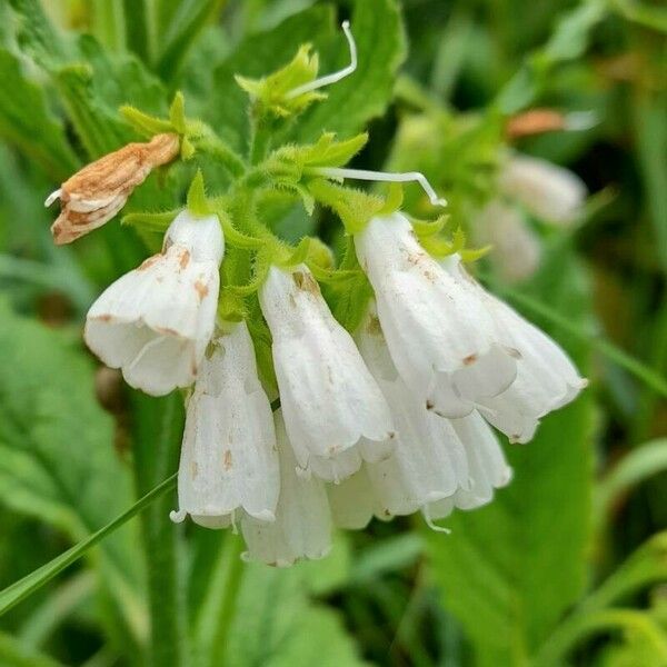 Symphytum orientale Blüte