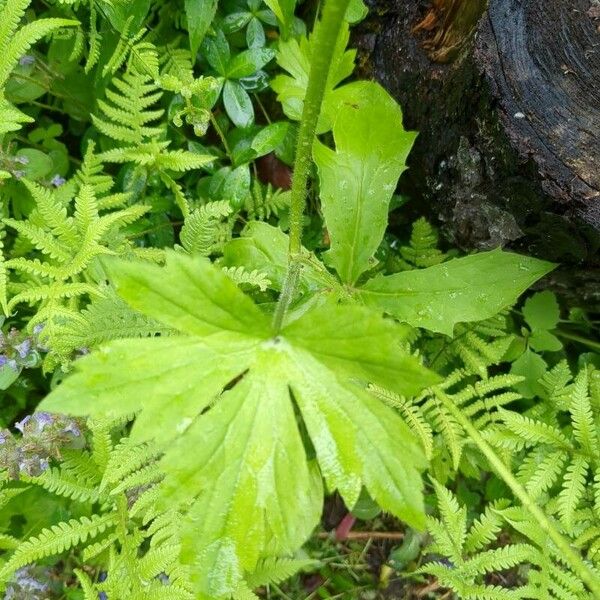 Ranunculus acris 葉