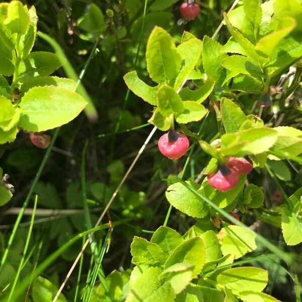 Vaccinium vitis-idaea Fruto