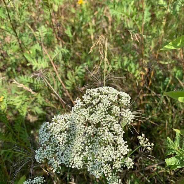 Selinum carvifolium Flor