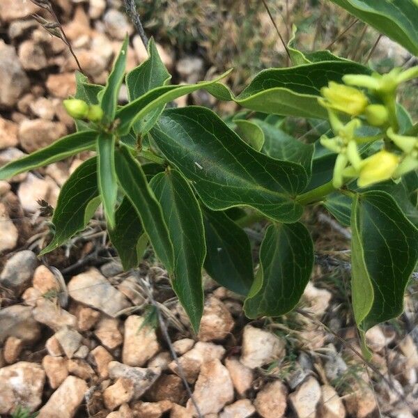 Vincetoxicum hirundinaria Leaf