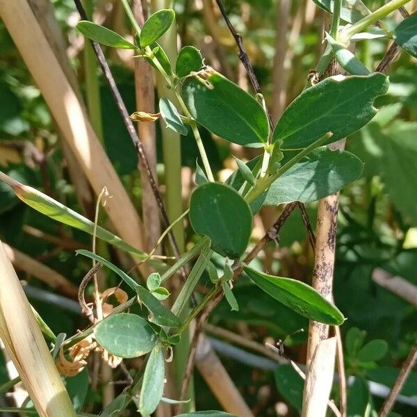 Lathyrus tuberosus List