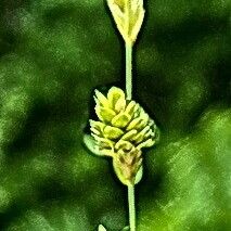 Carex canescens Blüte