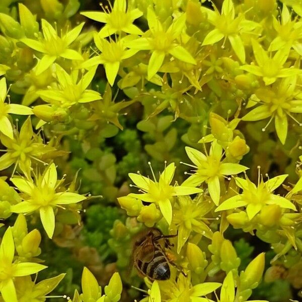 Sedum acre Blüte