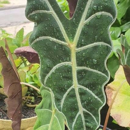 Alocasia longiloba Folha