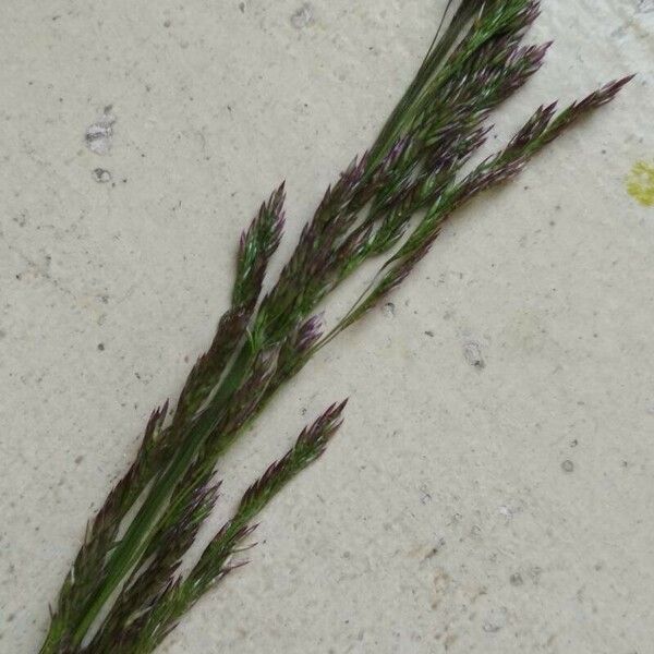 Festuca rubra Blüte