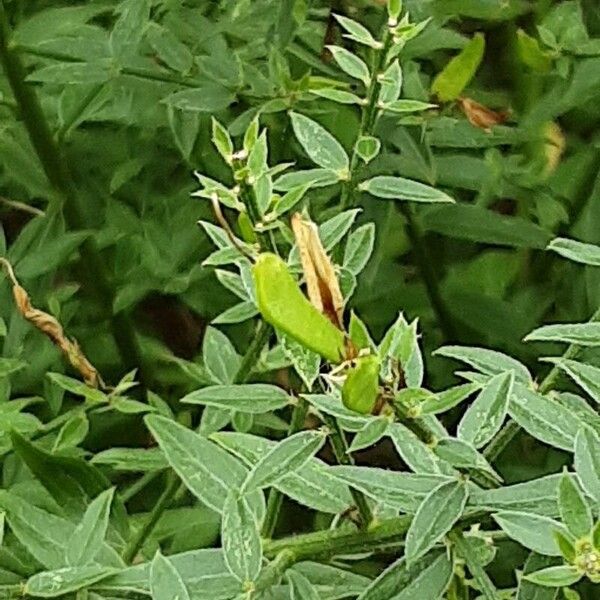 Genista tinctoria Frucht