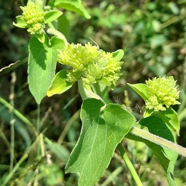 Mikania cordifolia Virág