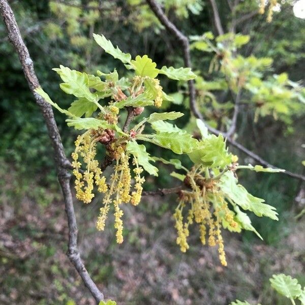 Quercus pubescens Flower