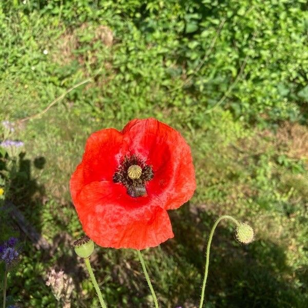 Papaver setiferum Flors