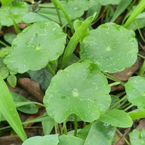 Hydrocotyle verticillata Folha