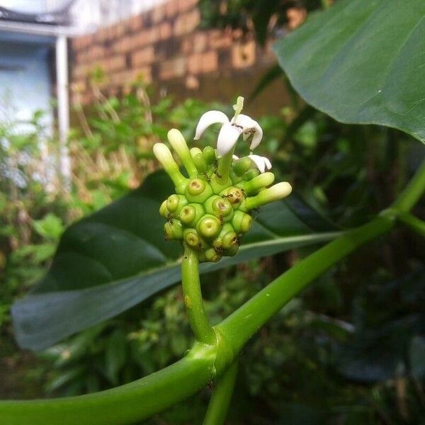 Morinda citrifolia 花