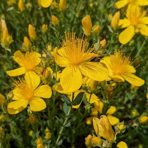 Hypericum linarioides പുഷ്പം