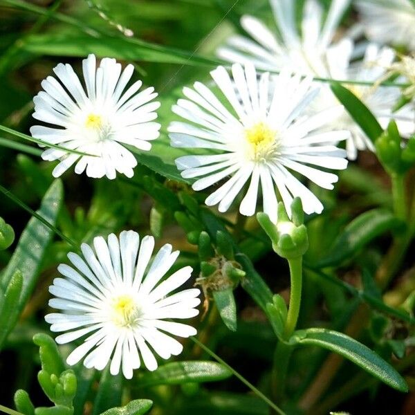 Mesembryanthemum nodiflorum ᱵᱟᱦᱟ