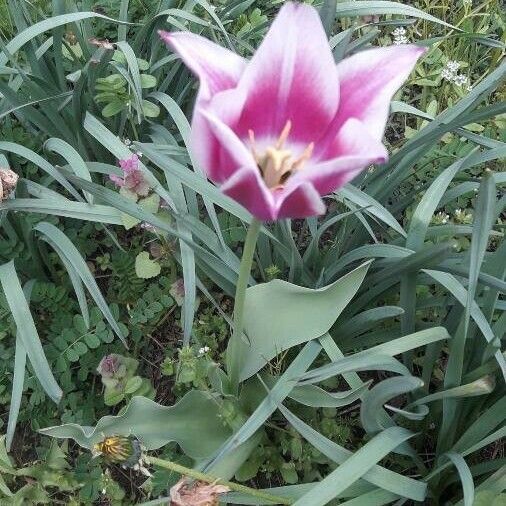 Tulipa didieri Blomst