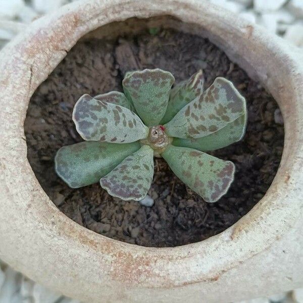 Adromischus cooperi Liść