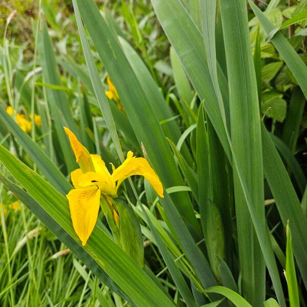 Iris pseudacorus Tervik taim